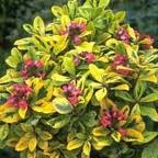 Future Plants By Randy Stewart Escallonia