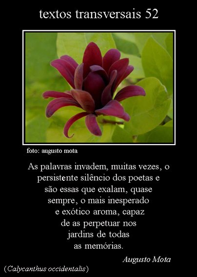 [Textos+transversais+52.jpg]