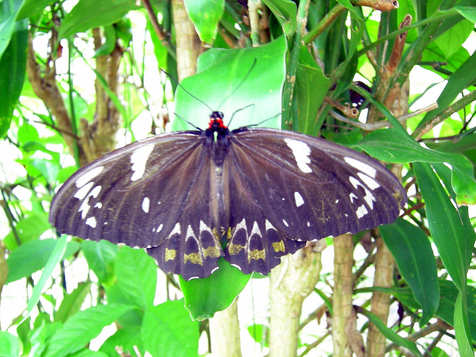 Tropical Far North Queensland 10. Kuranda Butterfly House