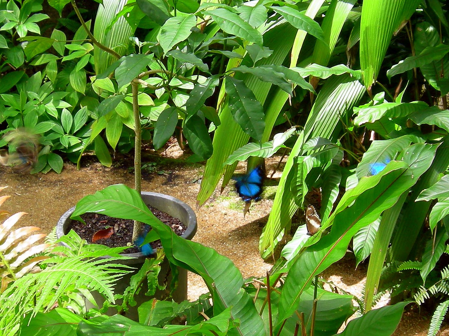 Tropical Far North Queensland 10. Kuranda Butterfly House