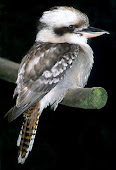 Kookaburra