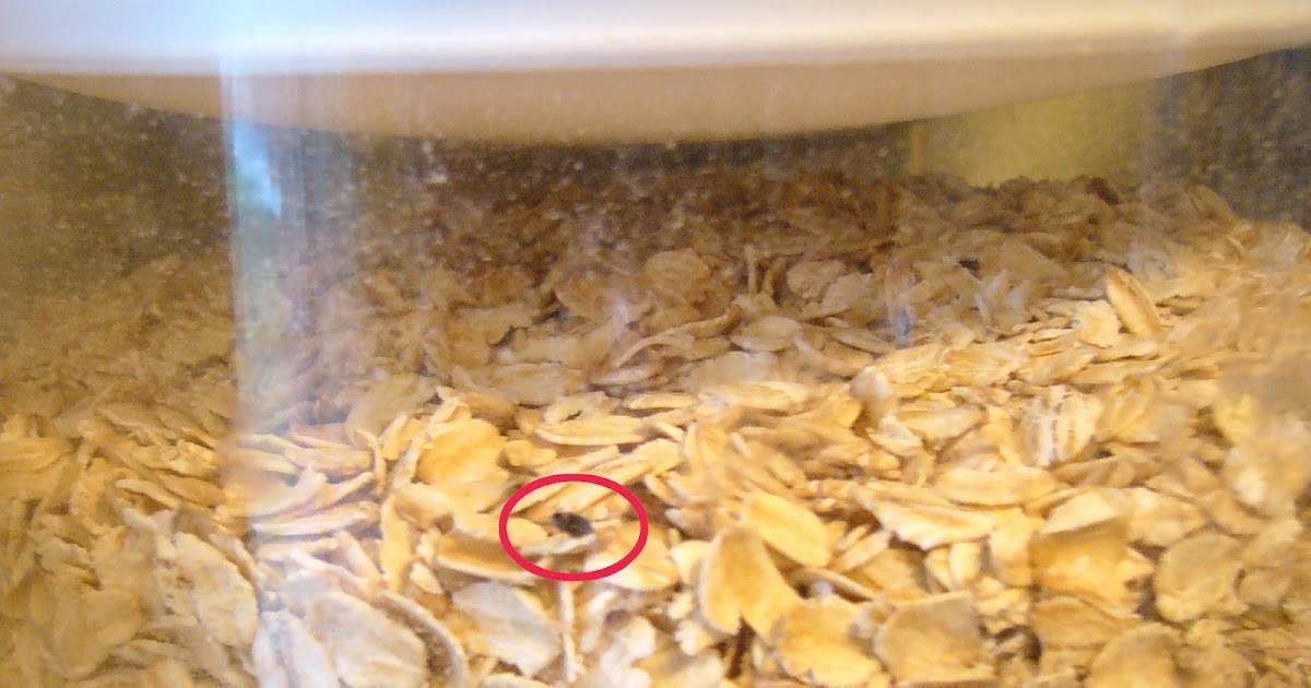 the ZELLER box Oatmeal Bug