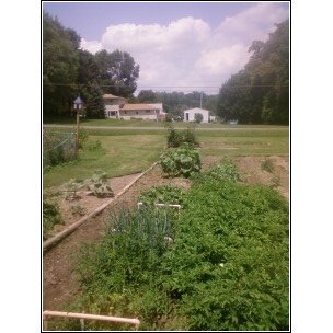 Garden view from south