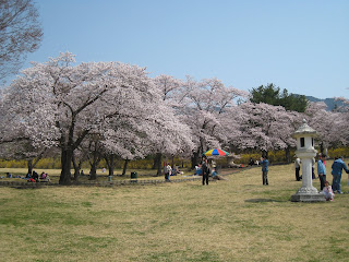 Ausflug: Kirschblüte in Gyeongju