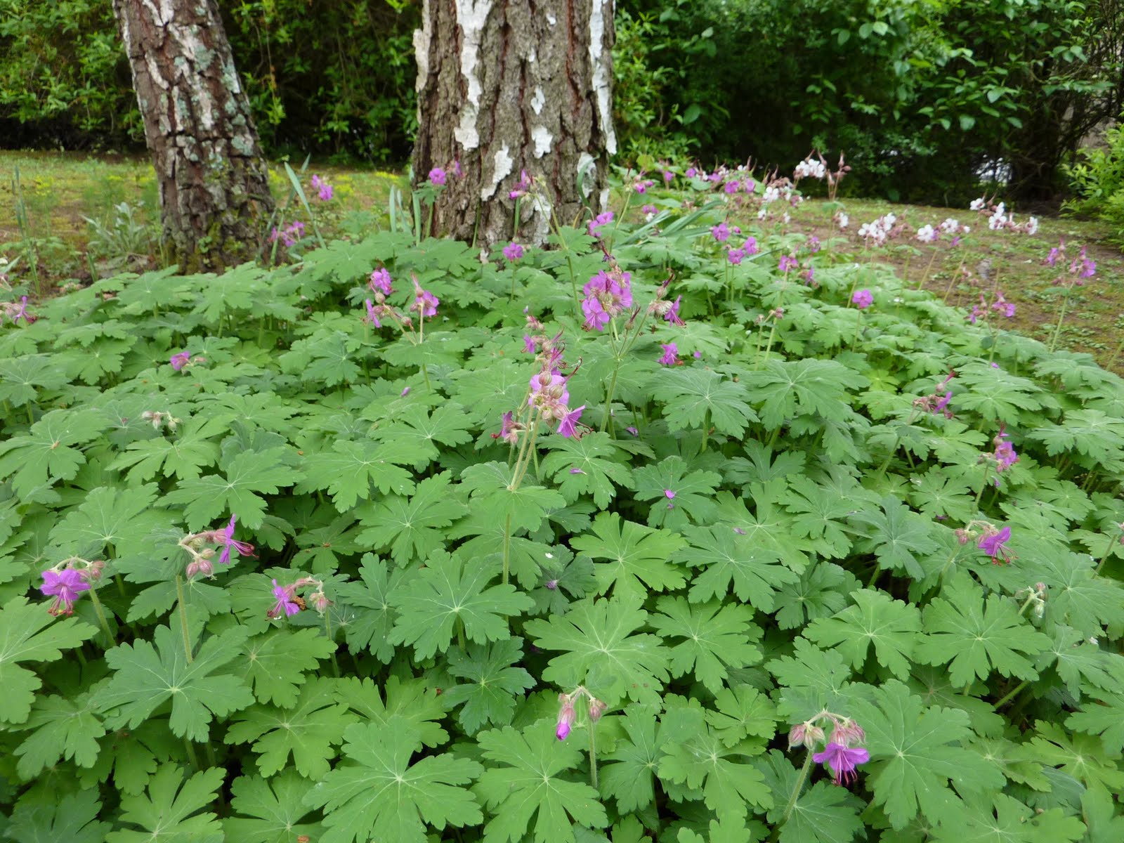 DE TOUT ET DE RIEN . La fleur du jour du jardin..