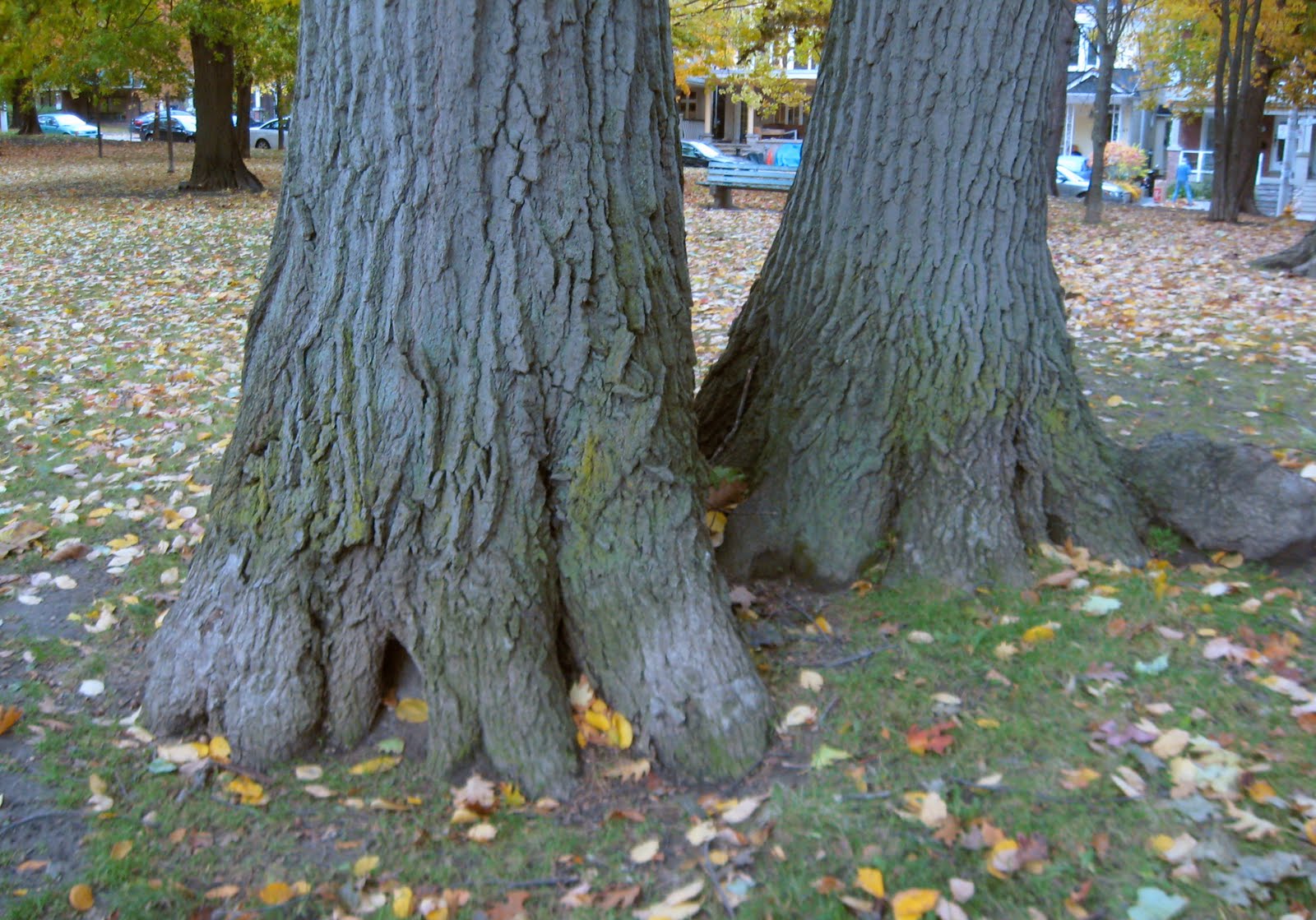 tree-feet.jpg