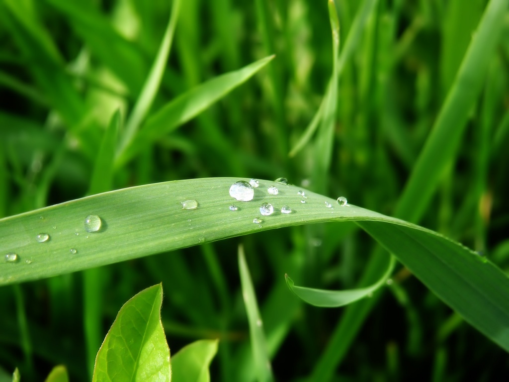 http://2.bp.blogspot.com/_X8nHkK6hOx4/TUpBvjA3nyI/AAAAAAAAAK8/6SJB1niwF38/s1600/nature-wallpaper-green-grass-wallpapers.jpg