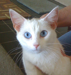 Deaf Animals: Louisville, KY: Deaf Cat Wants a Home of Her Own