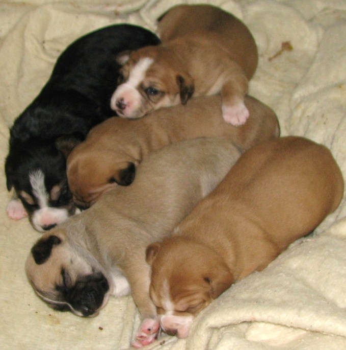 Great+dane+pitbull+mix+puppies