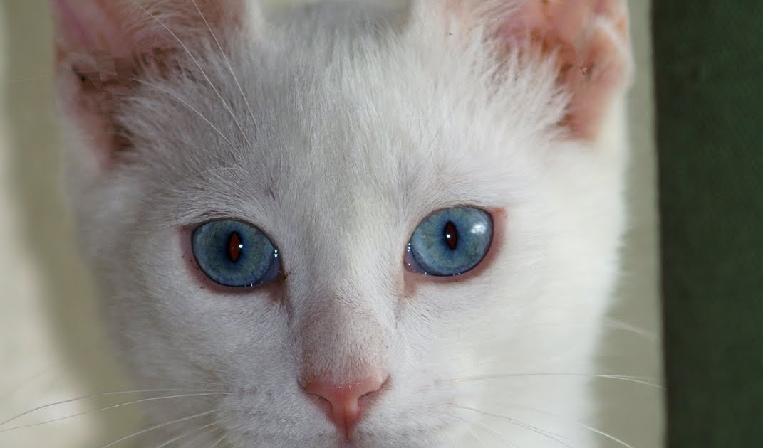 Deaf Animals: Phoenix, AZ: Kitten Needs a Good Home