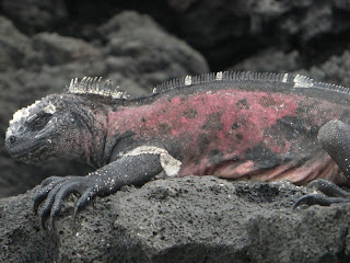 galapagos iguana