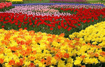 Travel Point: Tulip garden