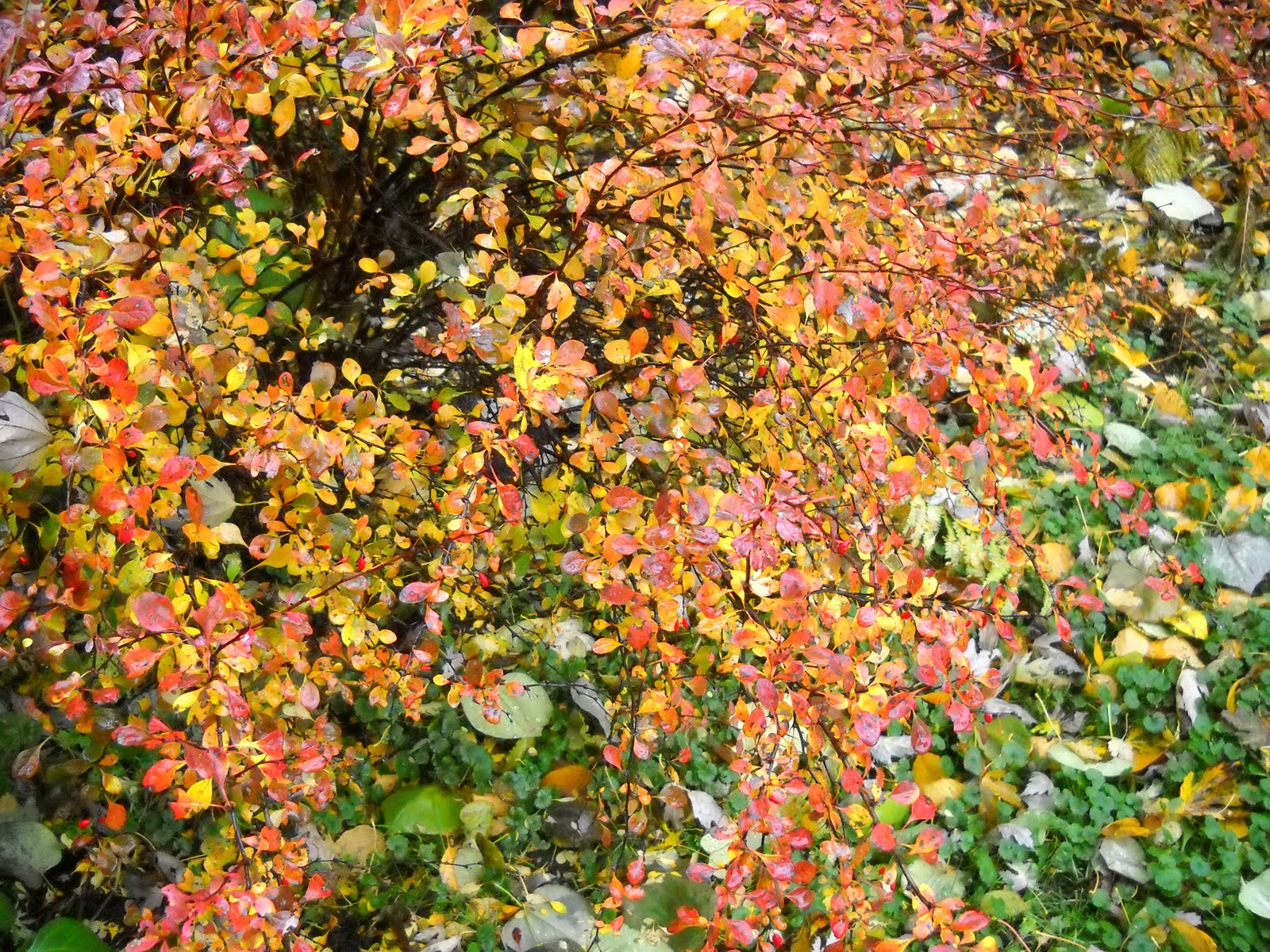 ago of my barberry bush.