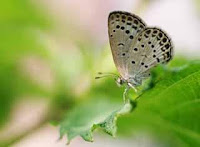 Garden of Life photo