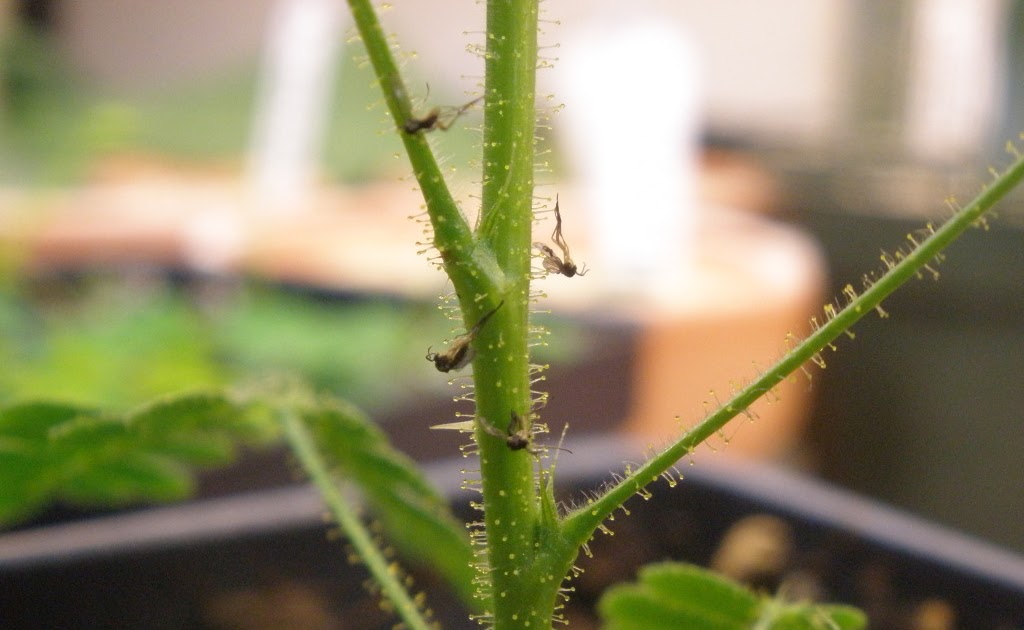 Hallelujah Herbs! Indoor Herb Gardening Indoor Herbs and