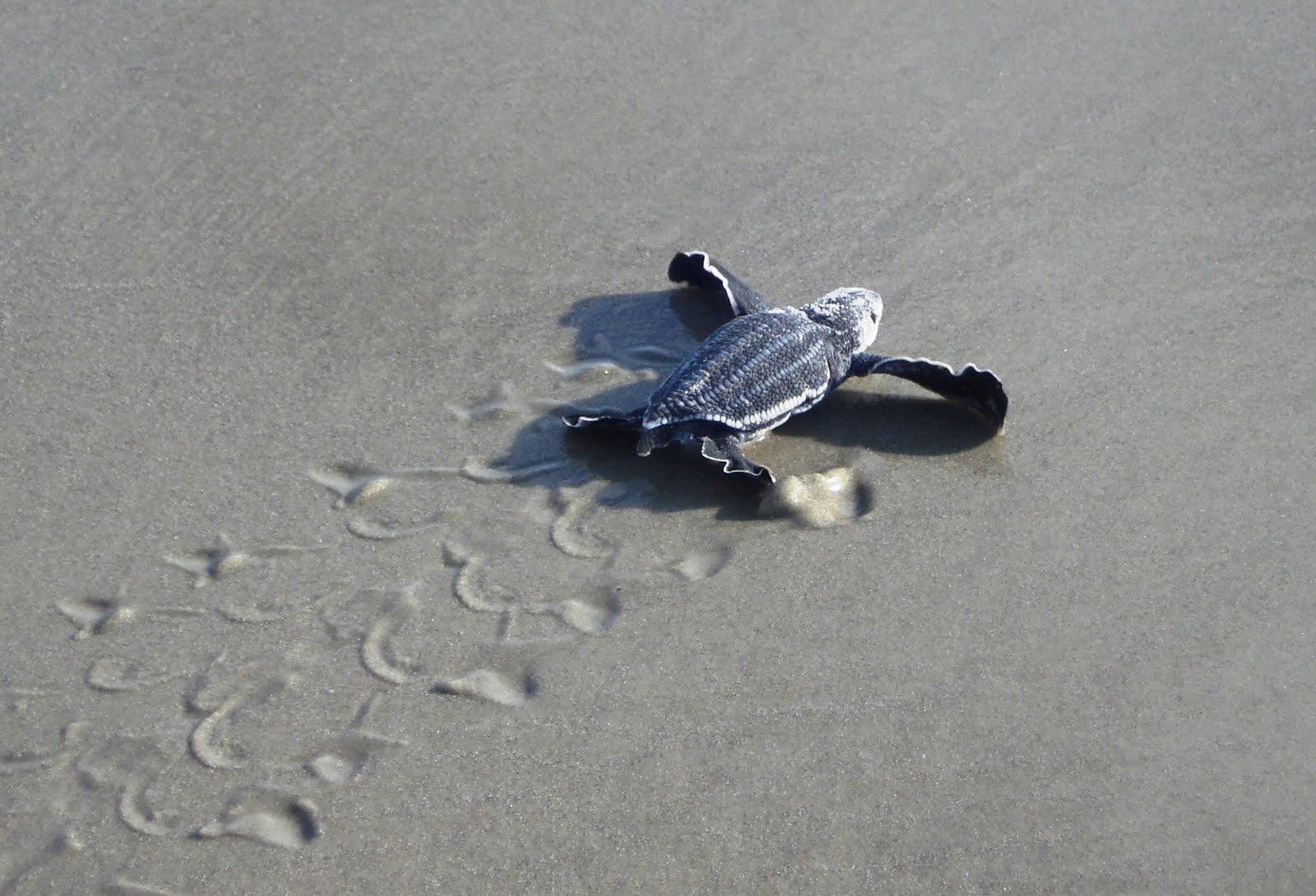 baby+sea+turtle+on+sand.jpg