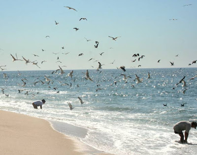 praia das gaivotas