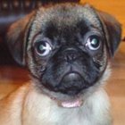 Pug