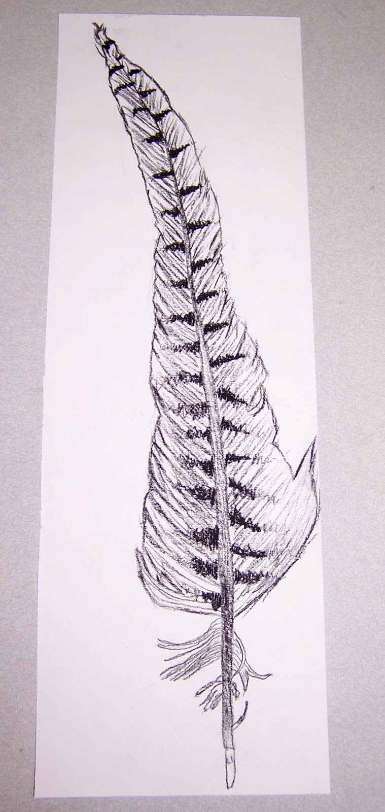 Contour Line Drawing Ideas : Art ideas that grow b w contour line feather study