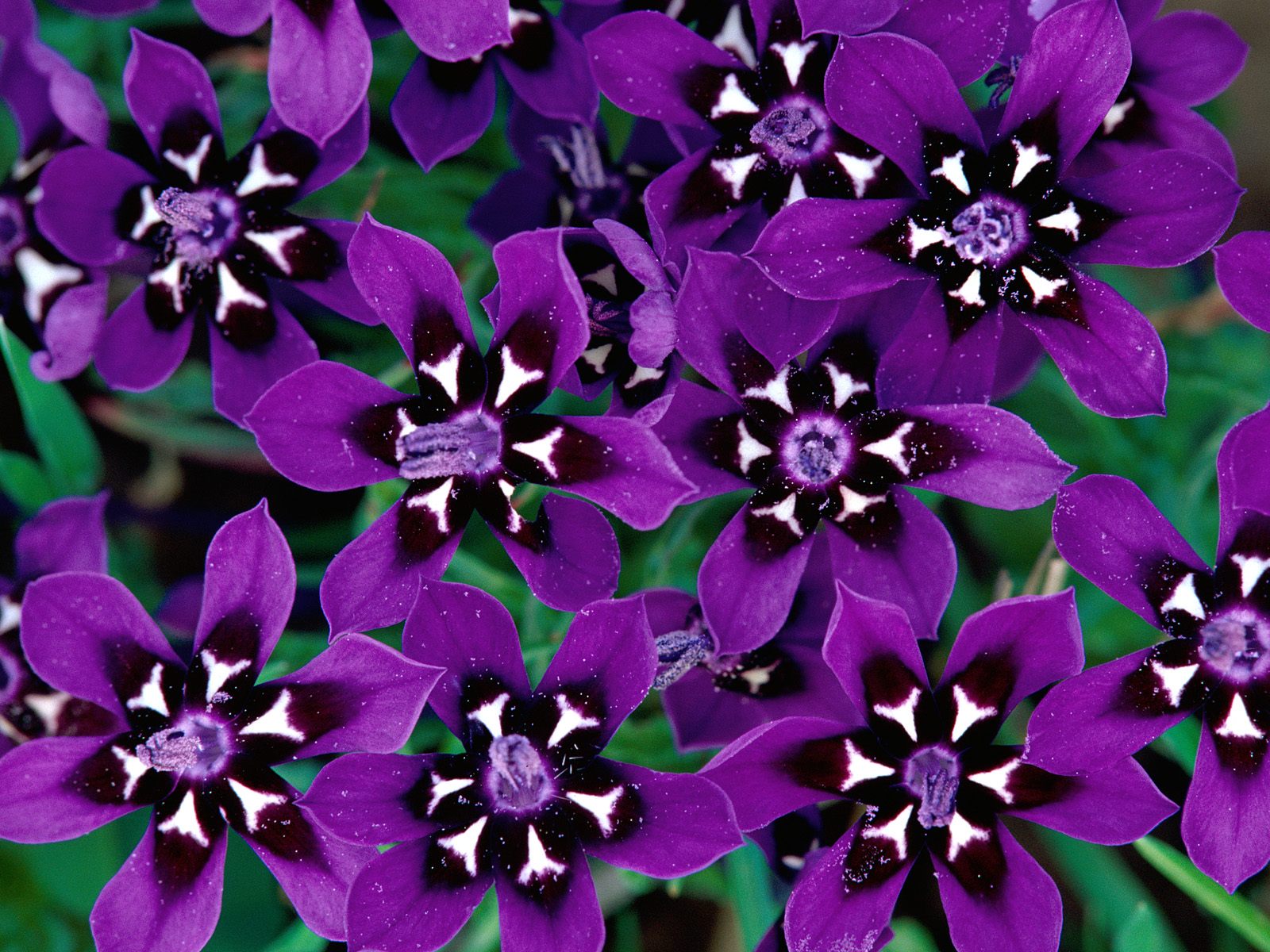CategoryAmaryllis Wikimedia Commons