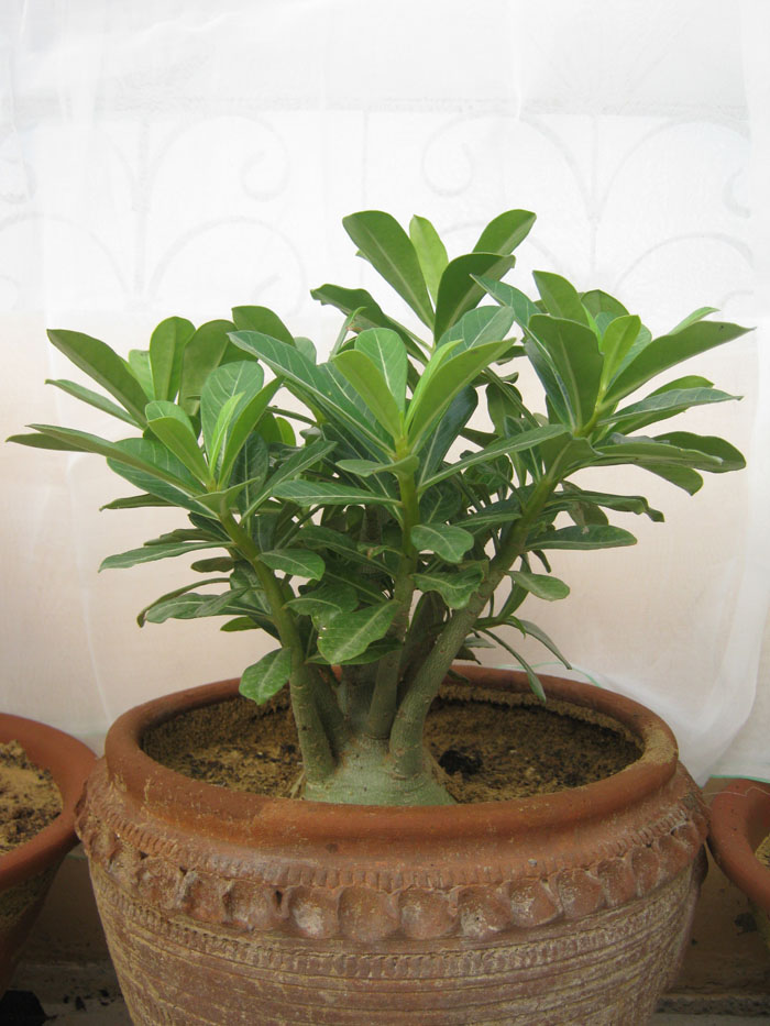 Cell Plants Adenium Bonsai Prosperity Plant Desert Rose