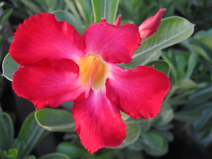 Rose Flower Jaipur India Bonsai Adenium Plant