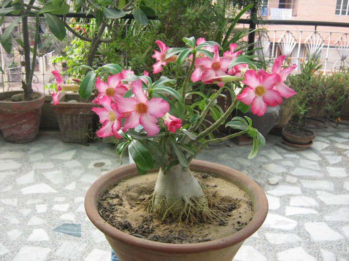Bonsai Adenium