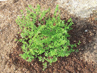 Niemeyer Landscaping Shibori Spirea