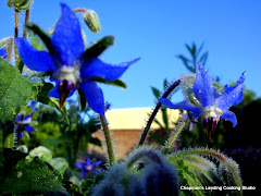 Borage officinalis