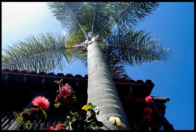 [Palm+Tree.jpg]