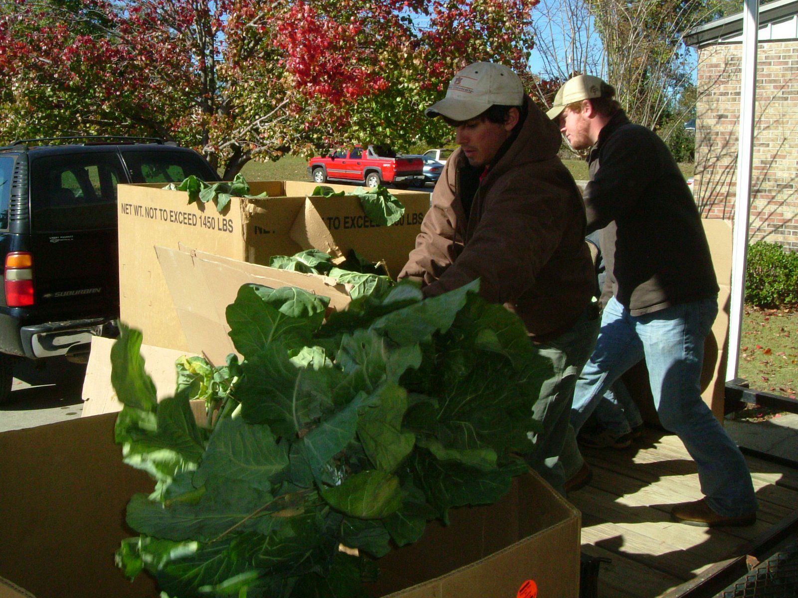 [offloading+collards.JPG]