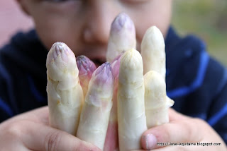 White and violet asparagus from Landes