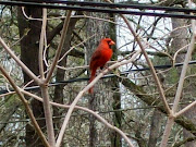 Cardinal In My Yard