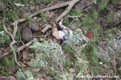 Pavuralagutta Photos