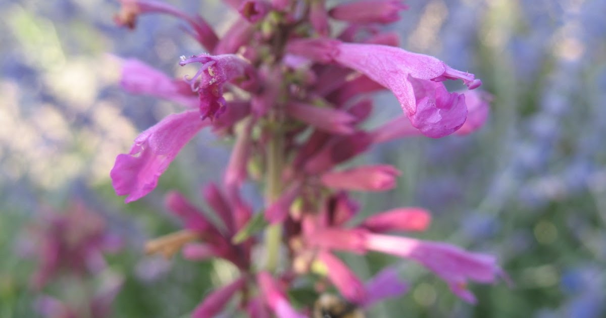 Bev's Colorado Garden Astonishing Agastache 'Ava'