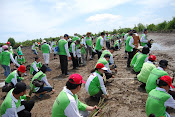 Tanam mangrove