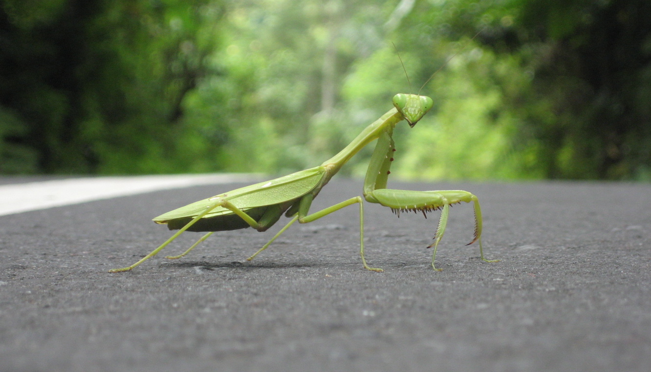 [33+mantis.jpg]