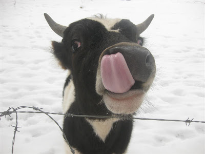cow with tongue in nose, licking nose