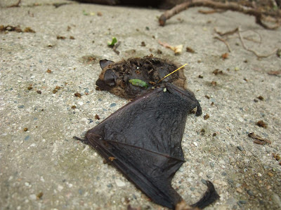 bat in attic, flew in window, bedroom, dead