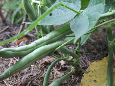 garden green beans, sprout first, grow well