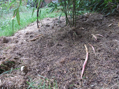 spreading bamboo roots, rhyzomes, invasive