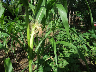 corn husks on stalk, ready to pick, garden