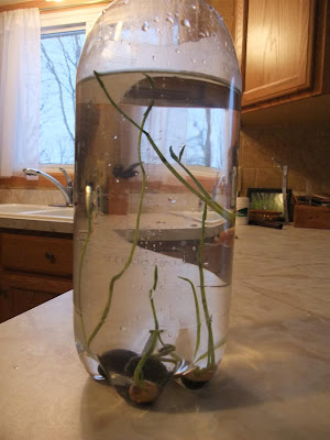 grow water plant in 2 liter bottle