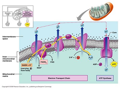 anantomy