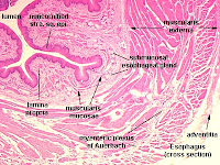 Esophagus Diagram Esophagus Diagram