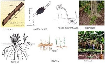 Reproduccion Sexual De Las Plantas Ejemplos