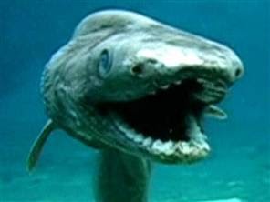 Sons of Steve Garvey: Rare Prehistoric Shark Emerges from Inky Depths