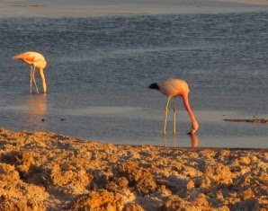 Flamingos on the Salar