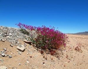 Flowering Desert