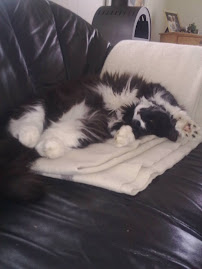 Vores katte.